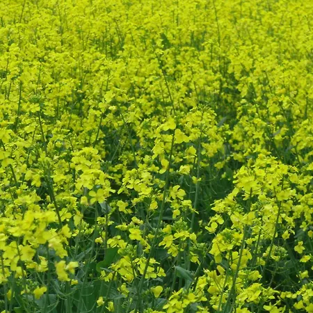 Reiterhof Wollesen 3*